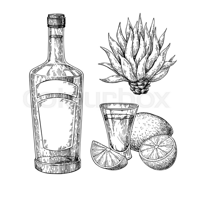 800x800 tequila bottle, blue agave and shot stock vector colourbox - Agave Drawing