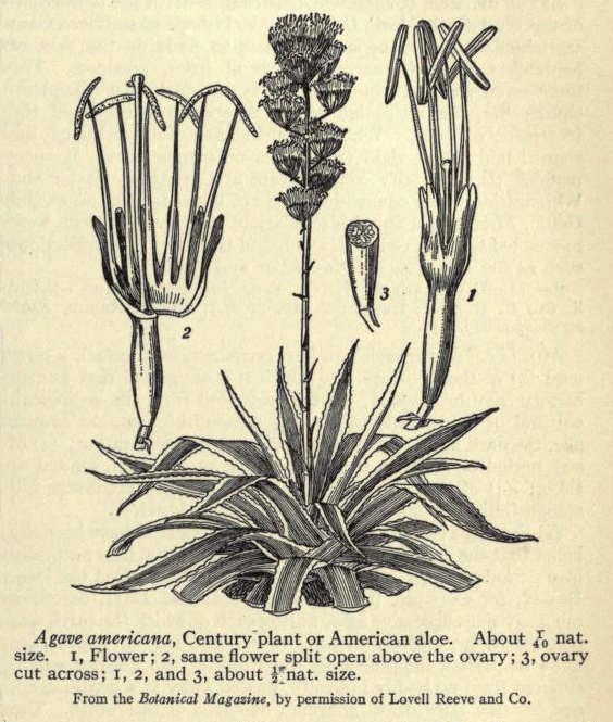 564x665 vintage plant drawings - Agave Drawing