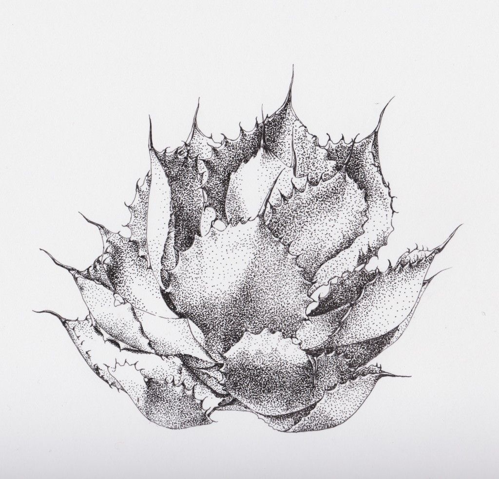 1024x983 agave drawings - Agave Drawing