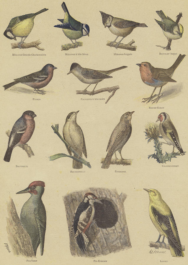 637x900 Birds Beneficial To Agriculture Drawing - Agriculture Drawing