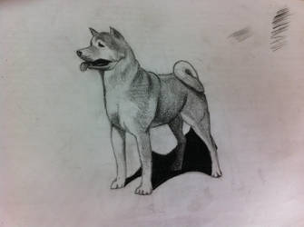 Akita Drawing at PaintingValley.com | Explore collection of Akita Drawing