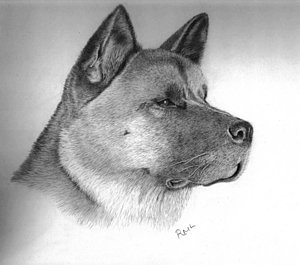 Akita Drawing at PaintingValley.com | Explore collection of Akita Drawing