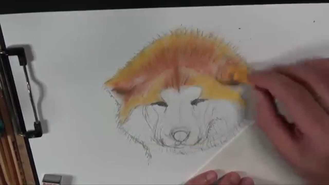 1280x720 Akita Inu - Akita Drawing