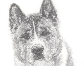 Akita Drawing at PaintingValley.com | Explore collection of Akita Drawing