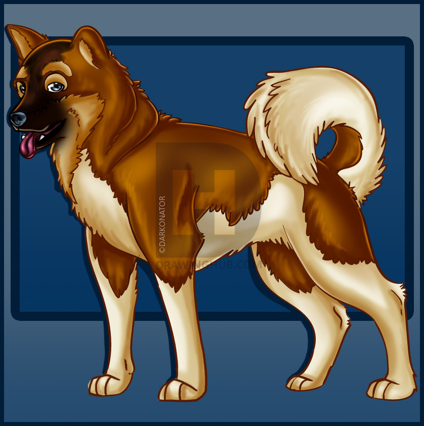 838x843 How To Draw An Akita, Step - Akita Drawing