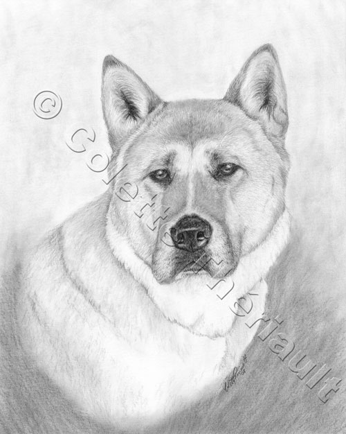 500x626 Japanese Akita Pencil Drawing Pet Portraits Drawing Custom - Akita Drawing