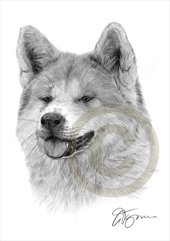 Akita Drawing at PaintingValley.com | Explore collection of Akita Drawing