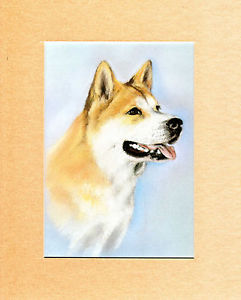 241x300 Mounted X Pastel Drawing Print Of The Red Akita Head Study - Akita Drawing