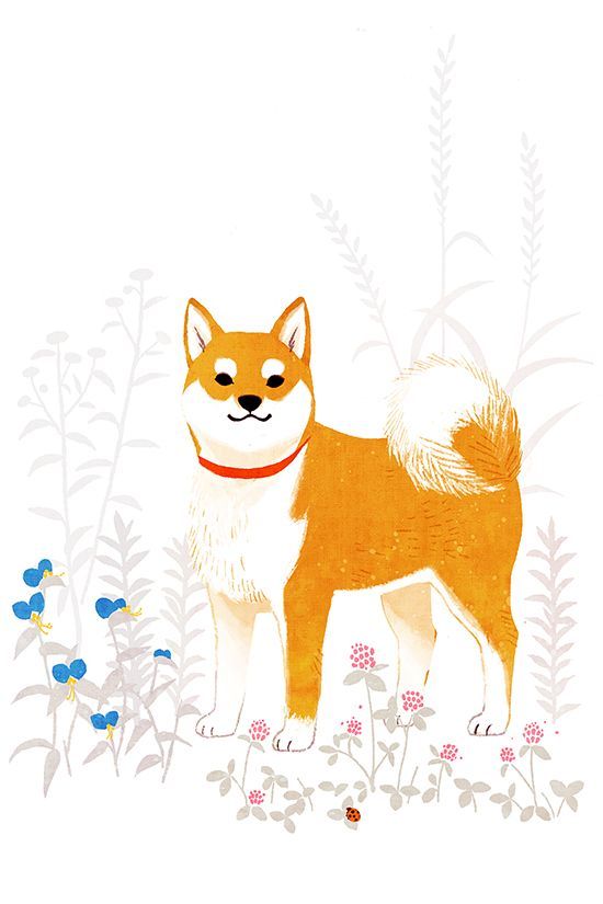 550x825 Shiba Inu Drawing Art Japanese Dogs, Akita And Shiba - Akita Drawing