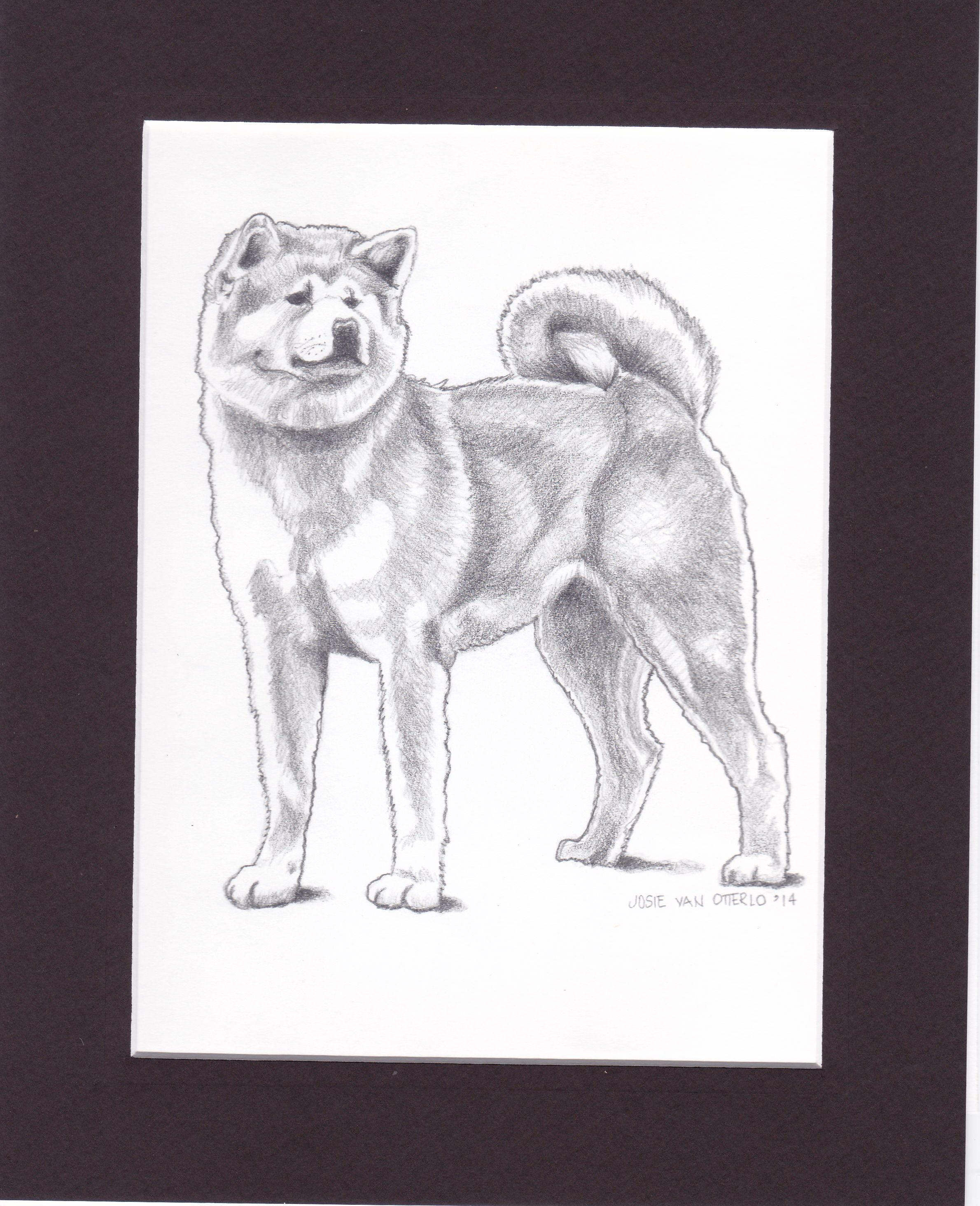 2380x2928 This Is A Pencil Drawing I Did Of A Red Akita Inu That I Will - Akita Drawing