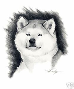 Akita Drawing at PaintingValley.com | Explore collection of Akita Drawing