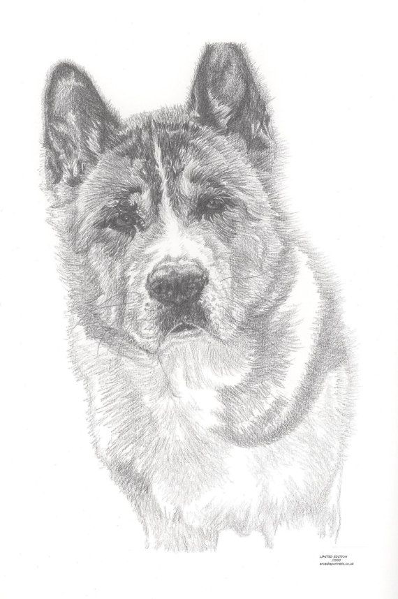 570x858 Akita Dog Limited Edition Art Drawing Print Signed - Akita Drawing