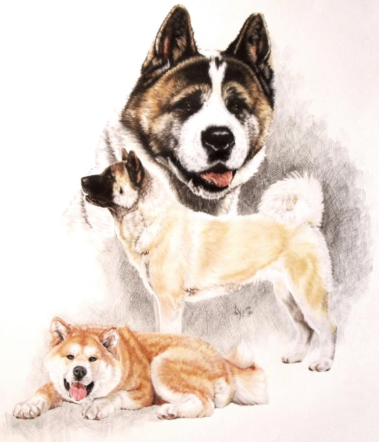 772x900 Akita Drawing - Akita Drawing