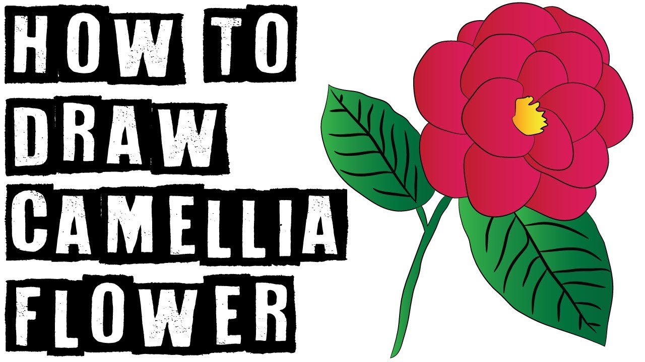 1280x720 how to draw camellia - Alabama Drawing