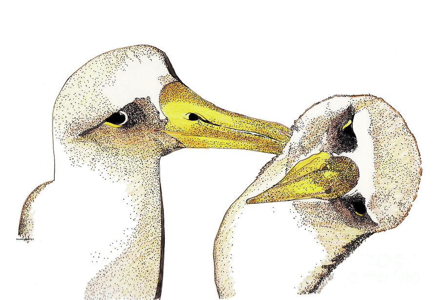 900x614 Albatross Drawing - Albatross Drawing