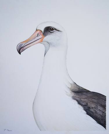 375x461 Albatross Drawing - Albatross Drawing