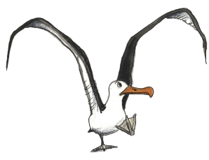 298x229 Albatross Drawing Transparent Png - Albatross Drawing