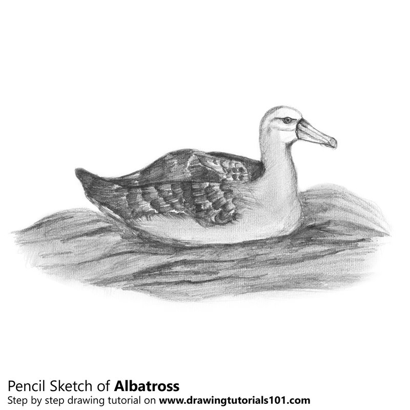 800x800 Albatross Pencil Drawing - Albatross Drawing