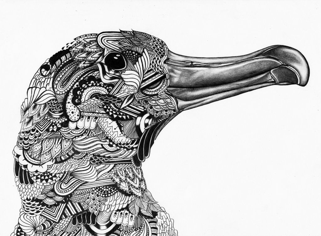 1024x755 Albatross - Albatross Drawing