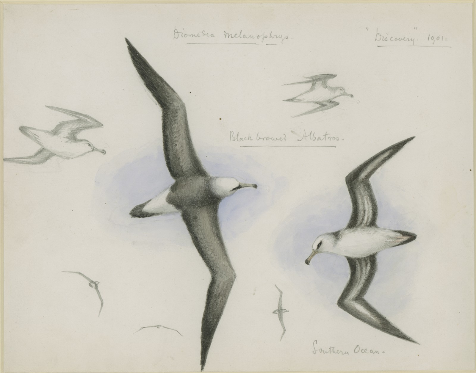 Albatross Drawing at Explore collection of