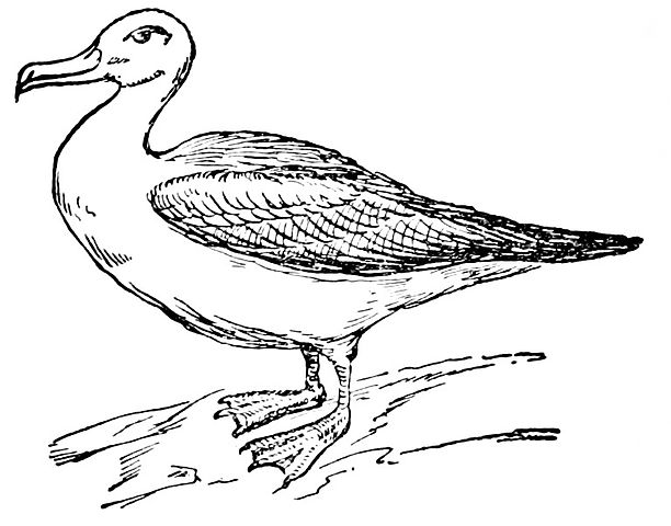 612x480 Filecollier's Albatross - Albatross Drawing