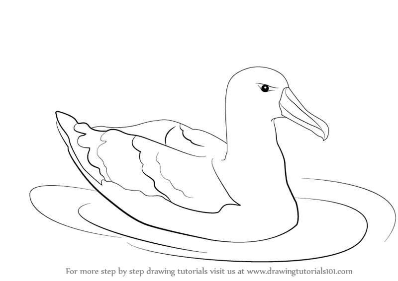 800x566 Learn How To Draw A Albatross - Albatross Drawing