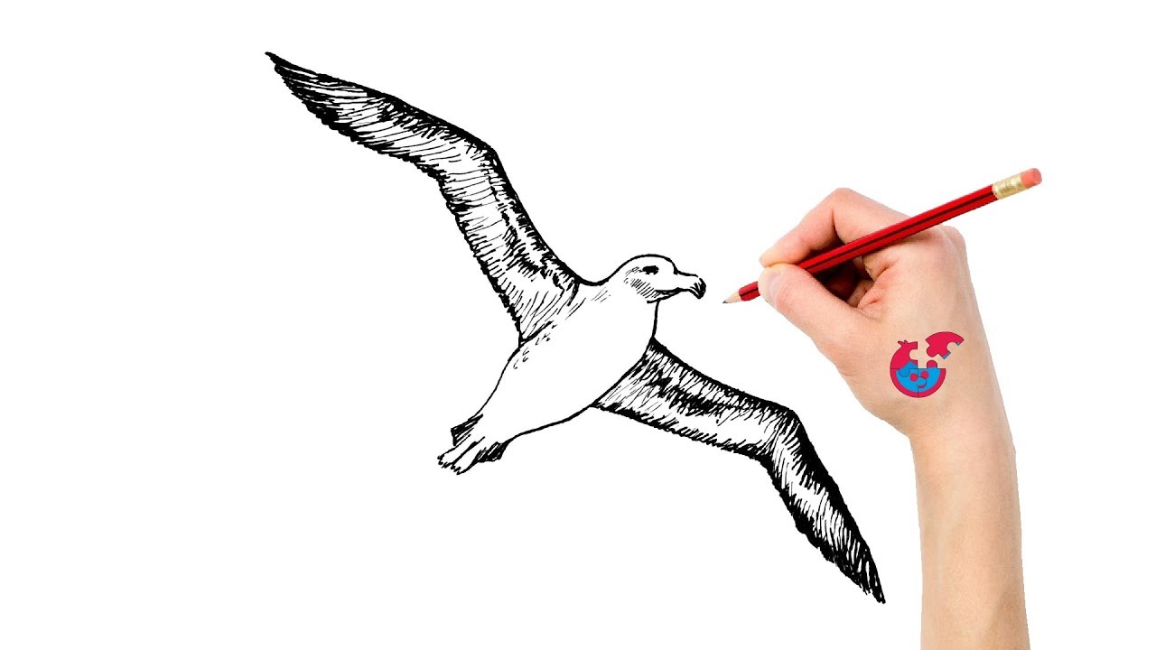 Albatross Drawing at Explore collection of