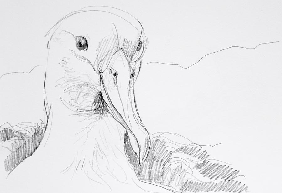 900x619 Northern Royal Albatross Drawing - Albatross Drawing