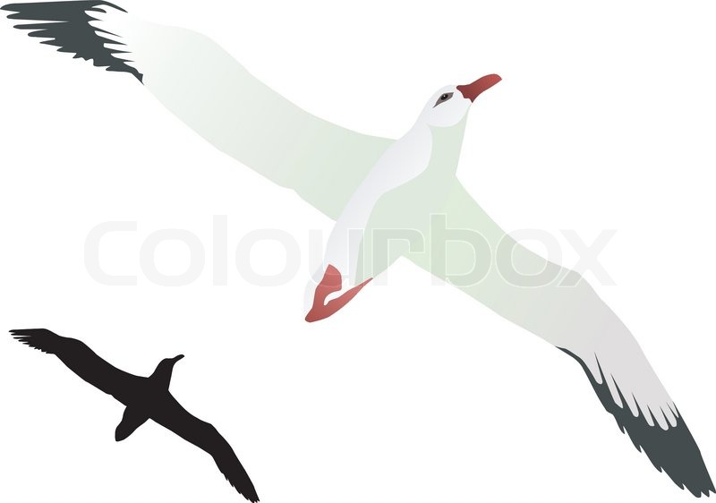 800x562 Vector Drawing Of Albatross Stock Vector Colourbox - Albatross Drawing