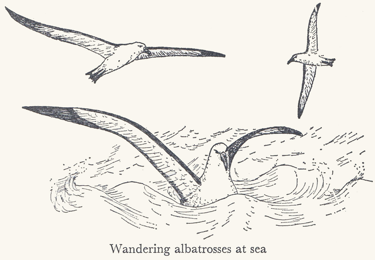 Albatross Drawing at Explore collection of