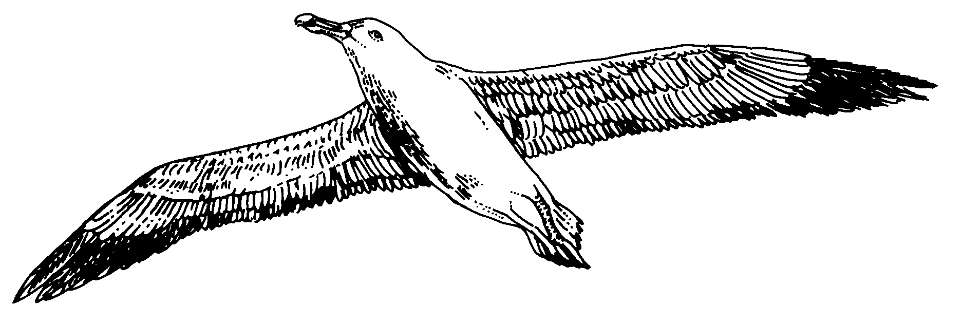 Альбатрос птица
