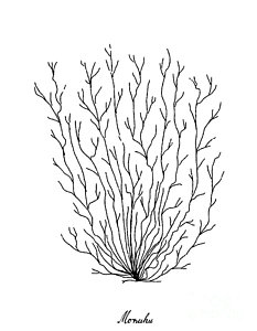 233x300 Algae Drawings Fine Art America - Algae Drawing