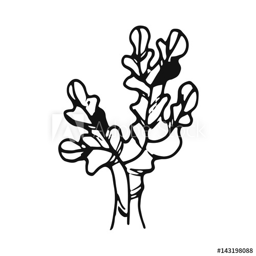 500x500 Algae Drawing - Algae Drawing