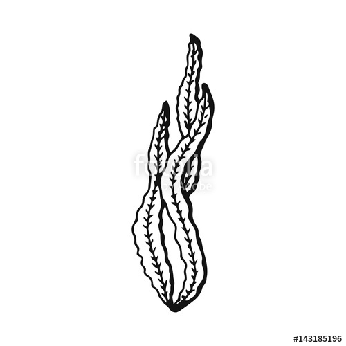 500x500 algae drawing vector isolated stock image and royalty free vector - Algae Drawing