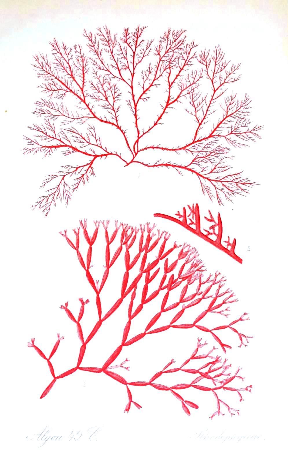 995x1604 botanical drawing algae seaweed, coral and jellyfish botanical - Algae Drawing
