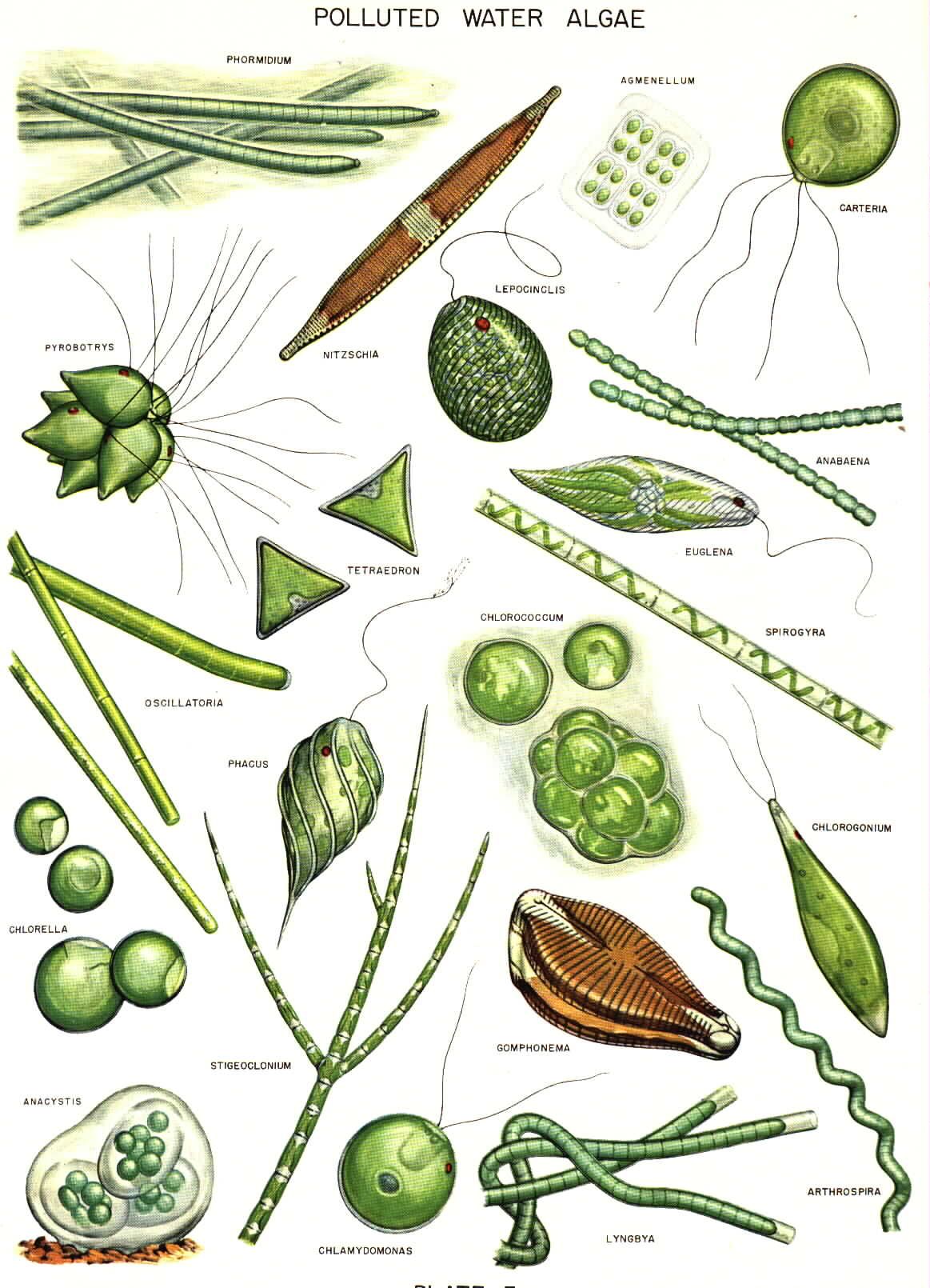 1163x1610 Common Algae Drawings Plankton Plant Science, Scientific - Algae Drawing
