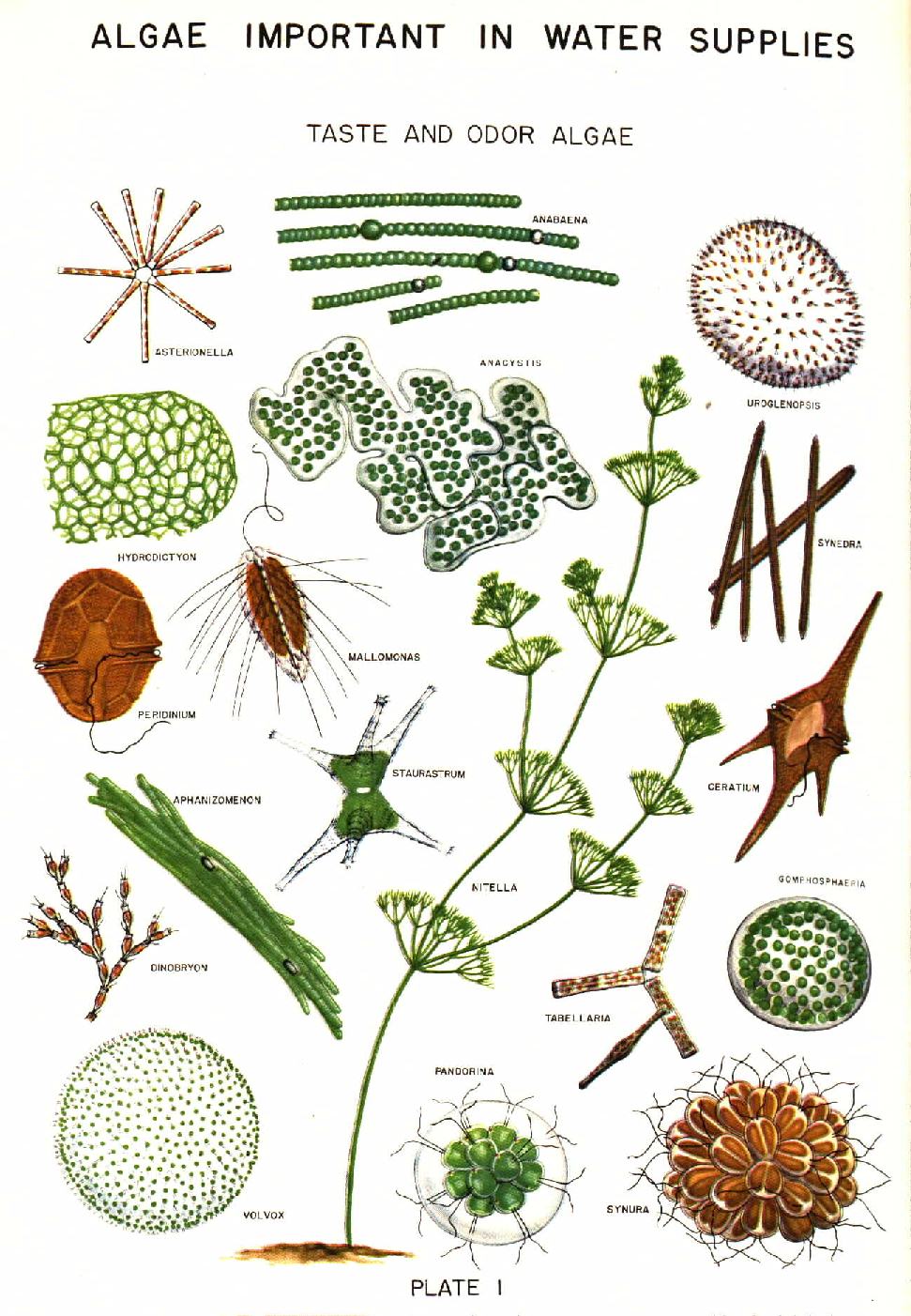 971x1402 Common Algae Drawings - Algae Drawing
