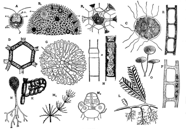 601x423 Chlorophyta - Algae Drawing