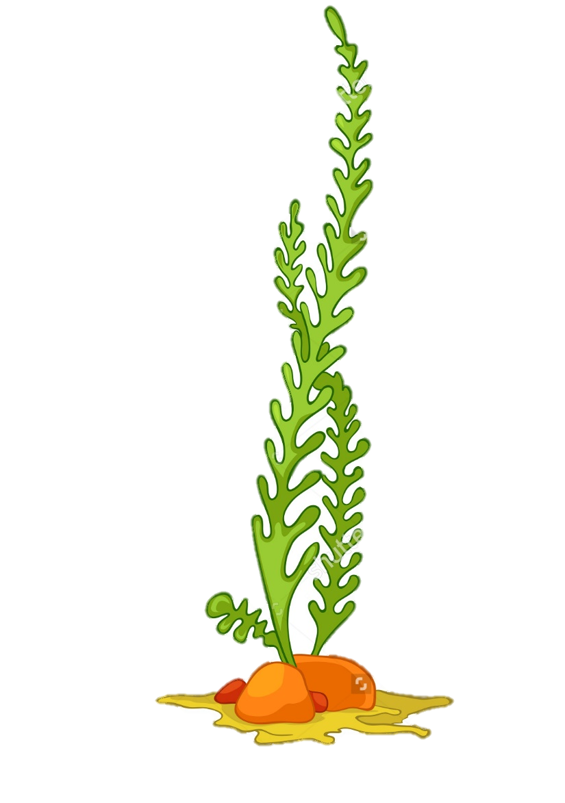 825x1173 Collection Of Free Algae Drawing Ocean Download On Ui Ex - Algae Drawing