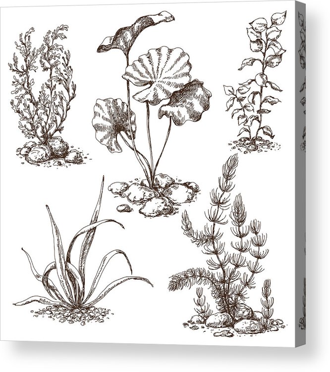 666x750 Hand Drawn Algae Sketch Acrylic Print - Algae Drawing