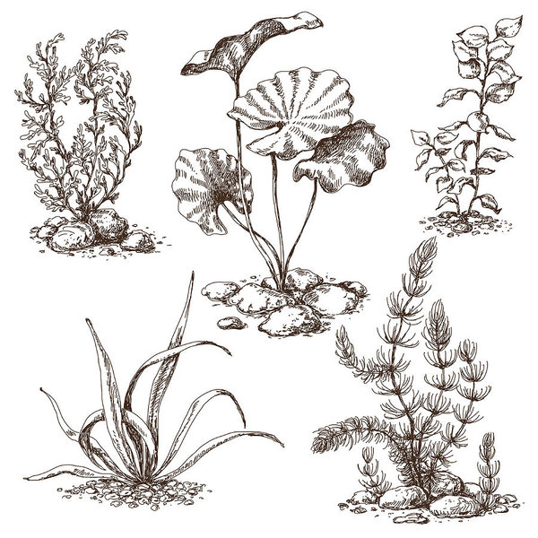 600x600 Hand Drawn Algae Sketch Art Print - Algae Drawing