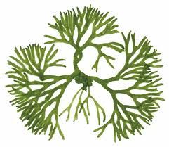 241x209 Image Result For Botanical Drawing Green Algae The Encyclopedia - Algae Drawing