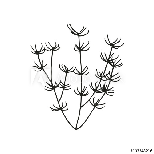 500x500 Marine Algae Drawing Vector Illustration - Algae Drawing