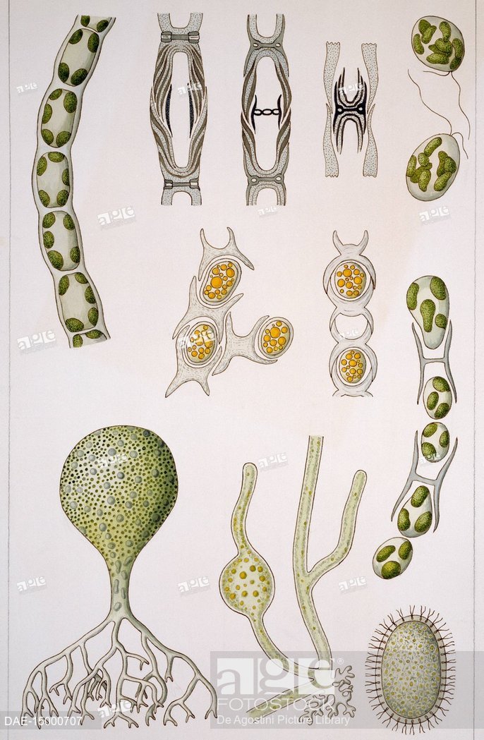 686x1049 Structure Of Xantoficee Or Eteroconte Algae Drawing, Stock Photo - Algae Drawing