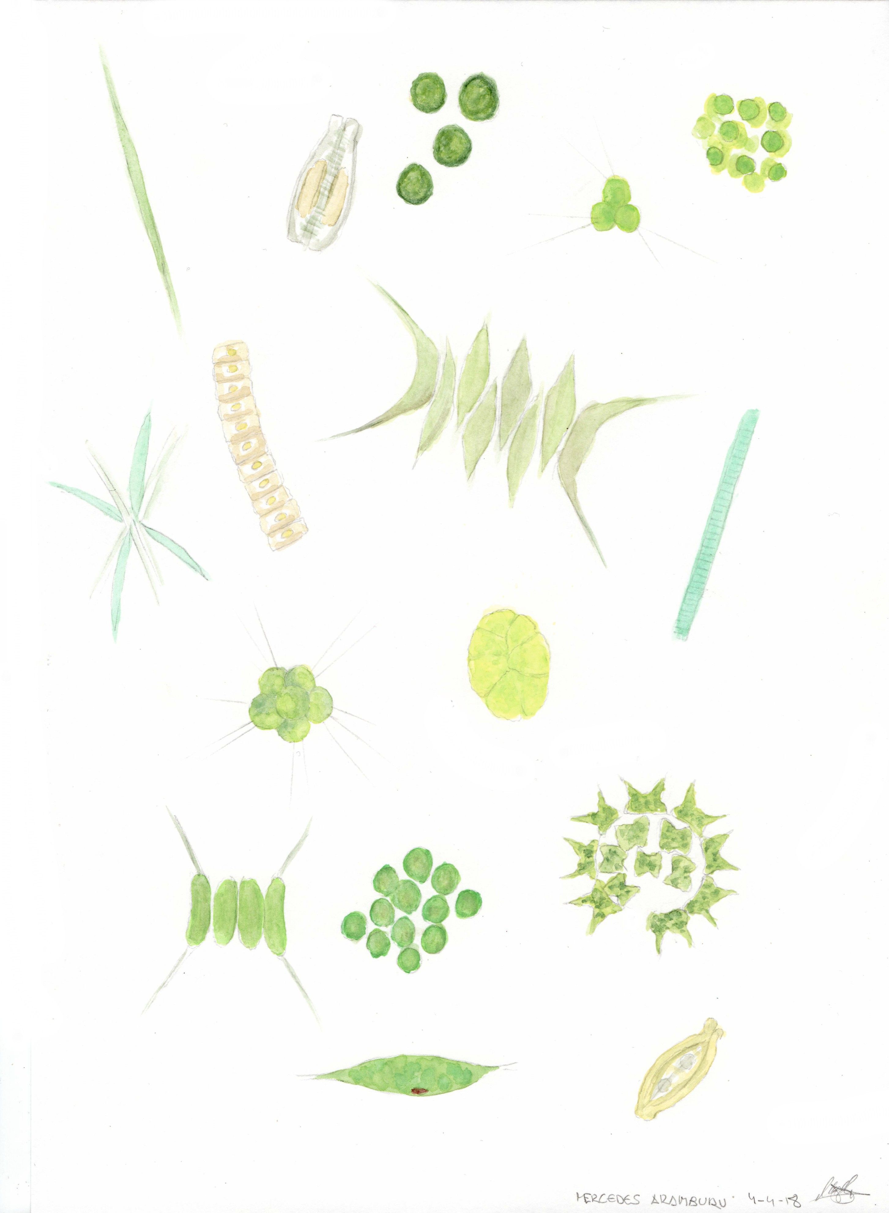 2906x3966 Algae - Algae Drawing