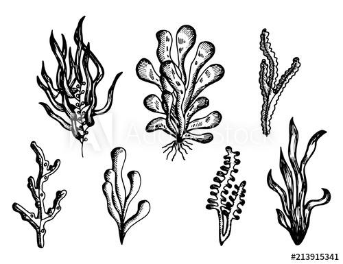 500x385 Algae Drawing Handmade Monochrome Vector Isolated On White - Algae Drawing