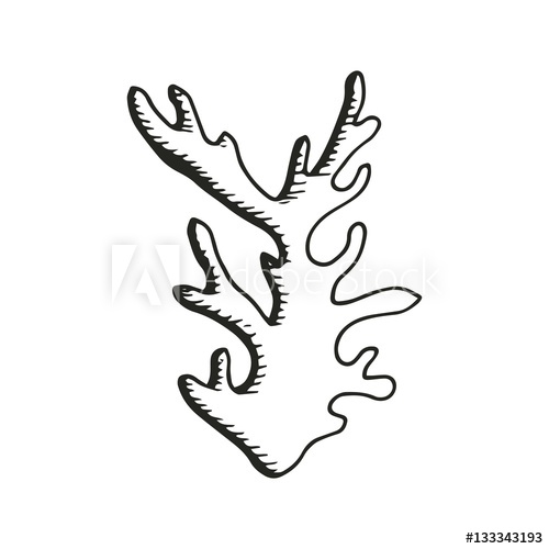 500x500 Algae Drawing Vector - Algae Drawing