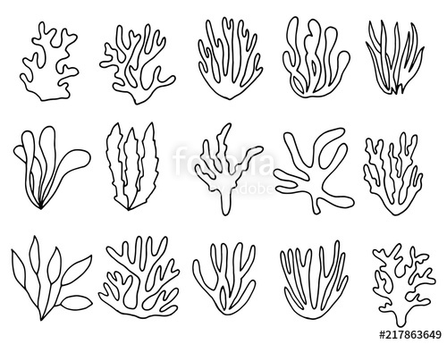 500x385 Algae Outline Isolated Plants Linear Drawing Stock Image - Algae Drawing