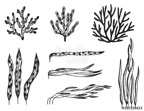 500x385 Algae Set Of Sketches Vector Drawings Isolated Stock Image - Algae Drawing