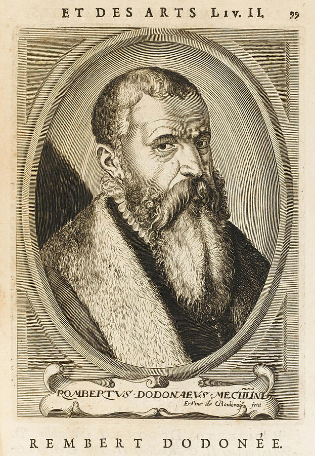 623x900 Junius Rembert Dodoens Alias Dodonaeus Drawing - Alias Drawing